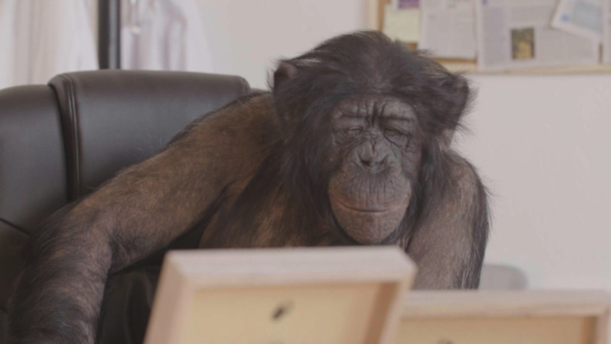 Galleria foto 'Isola dei Famosi 12: Andrea Marcaccini in studio, flirt tra Bettarini e la Mello' - foto 13