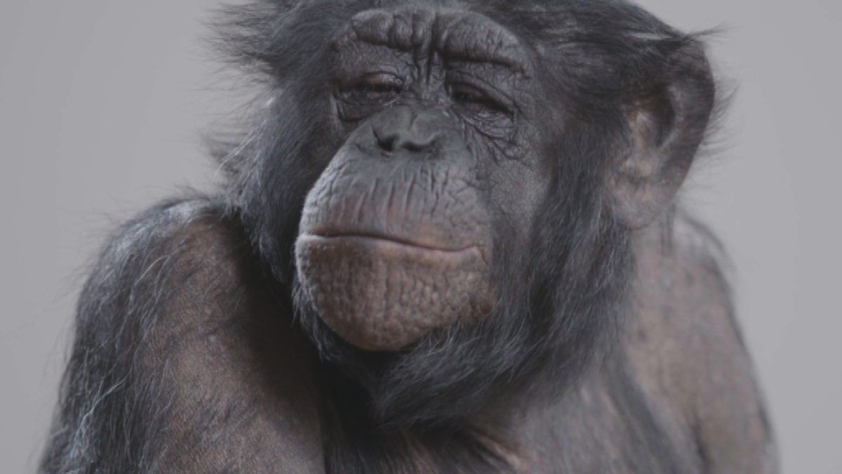 Isola dei Famosi 12: Andrea Marcaccini in studio, flirt tra Bettarini e la Mello