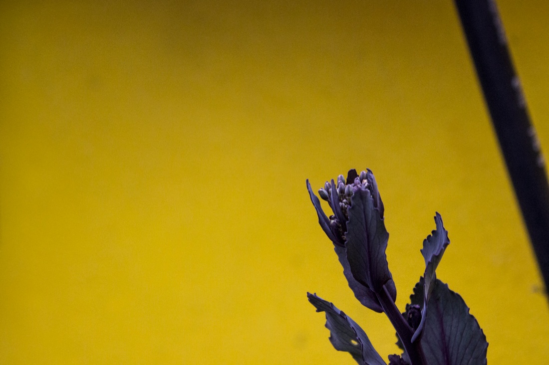 RI-SCATTI, la ricerca della felicità al Pac di Milano RI-SCATTI, la ricerca della felicità al Pac di Milano