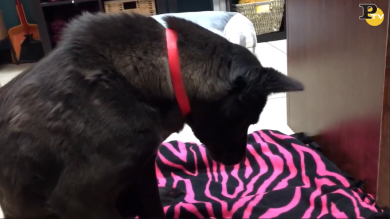 Cane maltrattato non riesce a dormire sulla coperta | video