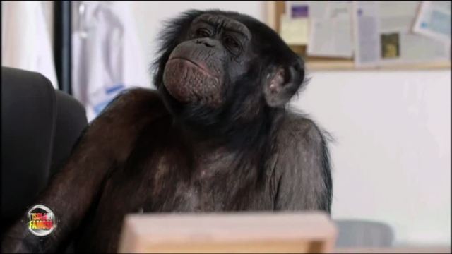 Isola dei Famosi 12: Ceccherini minaccia di lasciare, al televoto De Grenet-Mello Isola dei Famosi 12: Ceccherini minaccia di lasciare, al televoto De Grenet-Mello