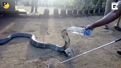 India: cobra reale beve acqua dalla bottiglia | video