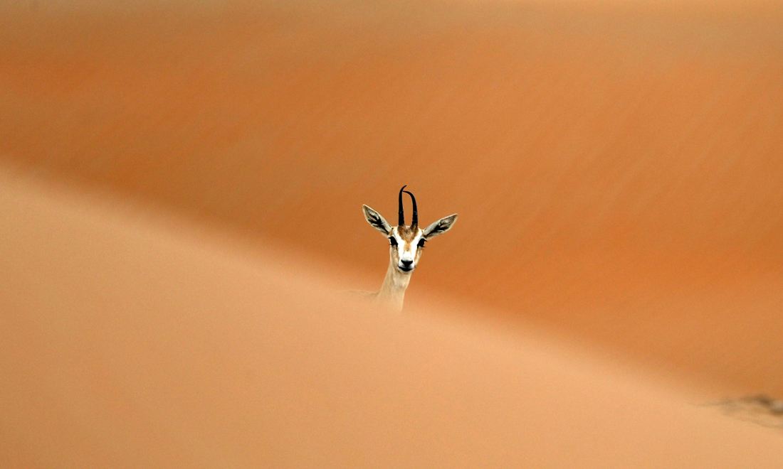 ANIMALI, le foto più belle del mese – Marzo 2017