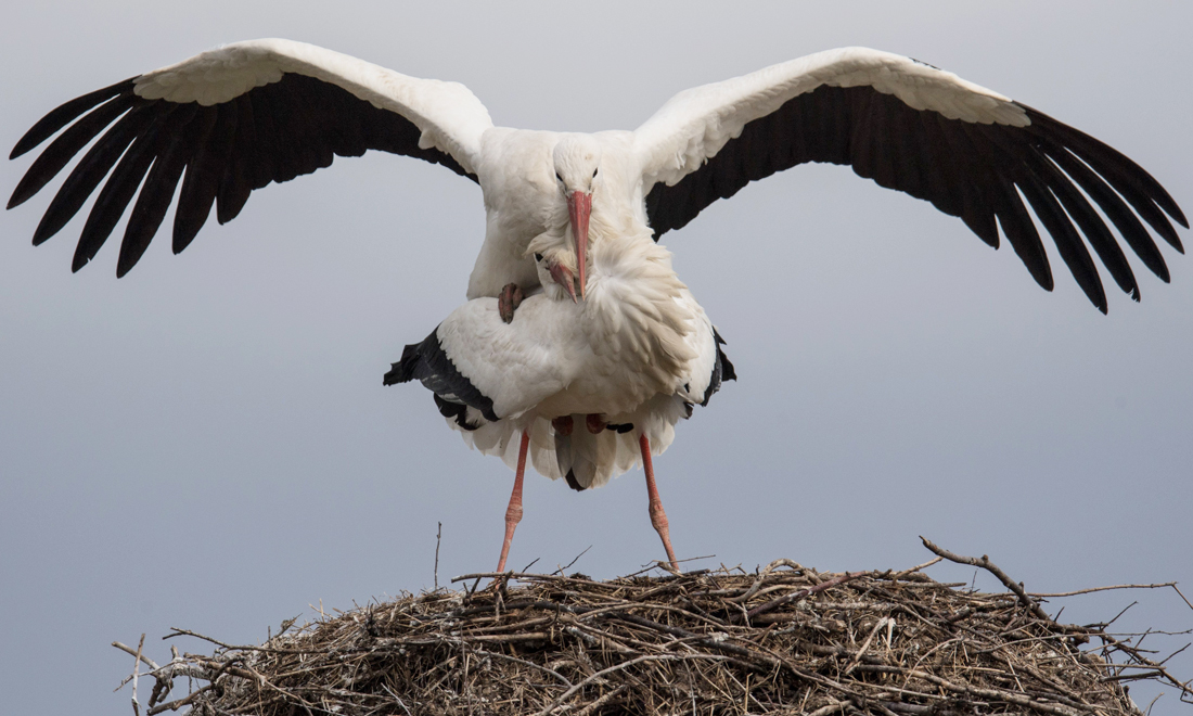 ANIMALI, le foto più belle del mese – Marzo 2017