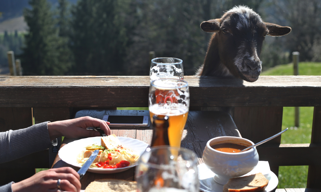 ANIMALI, le foto più belle del mese – Marzo 2017