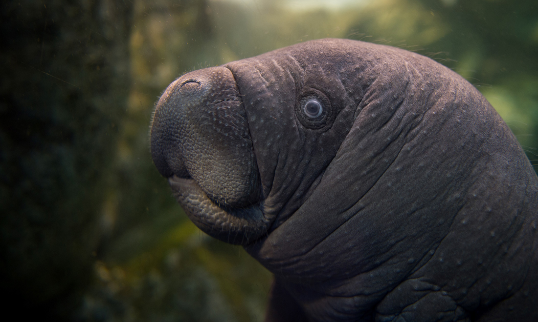 ANIMALI, le foto più belle del mese – Marzo 2017