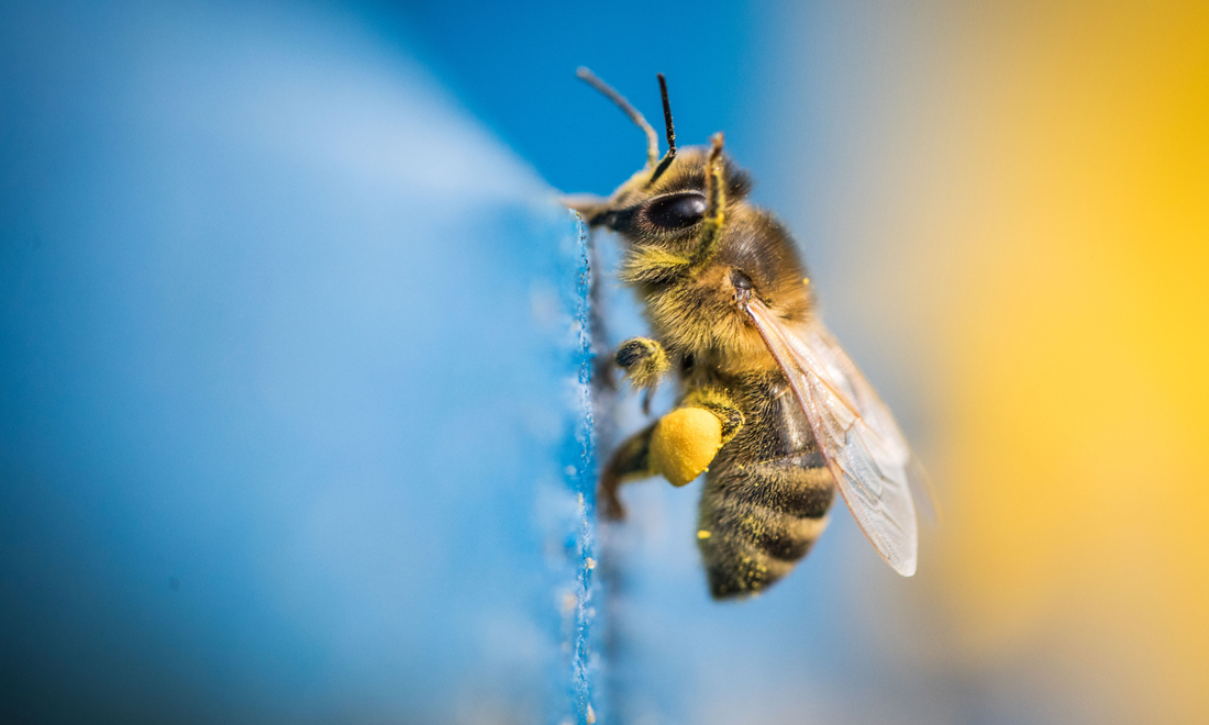 ANIMALI, le foto più belle del mese – Marzo 2017
