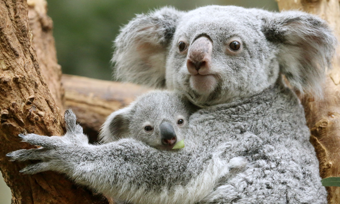 ANIMALI, le foto più belle del mese – Marzo 2017