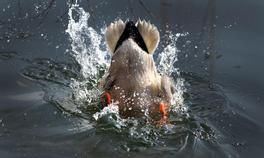 ANIMALI, le foto più belle del mese – Marzo 2017