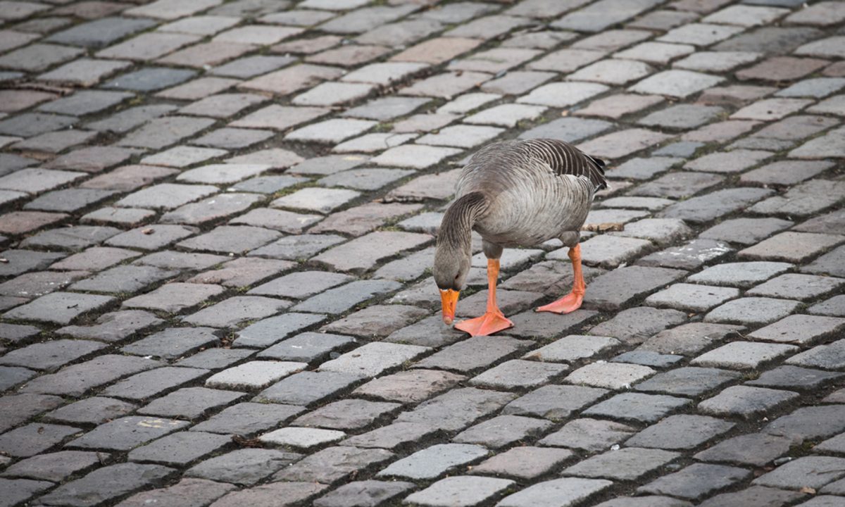 ANIMALI, le foto più belle del mese – Marzo 2017
