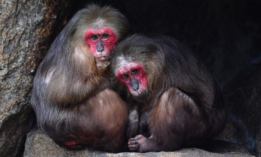 ANIMALI, le foto più belle del mese – Marzo 2017