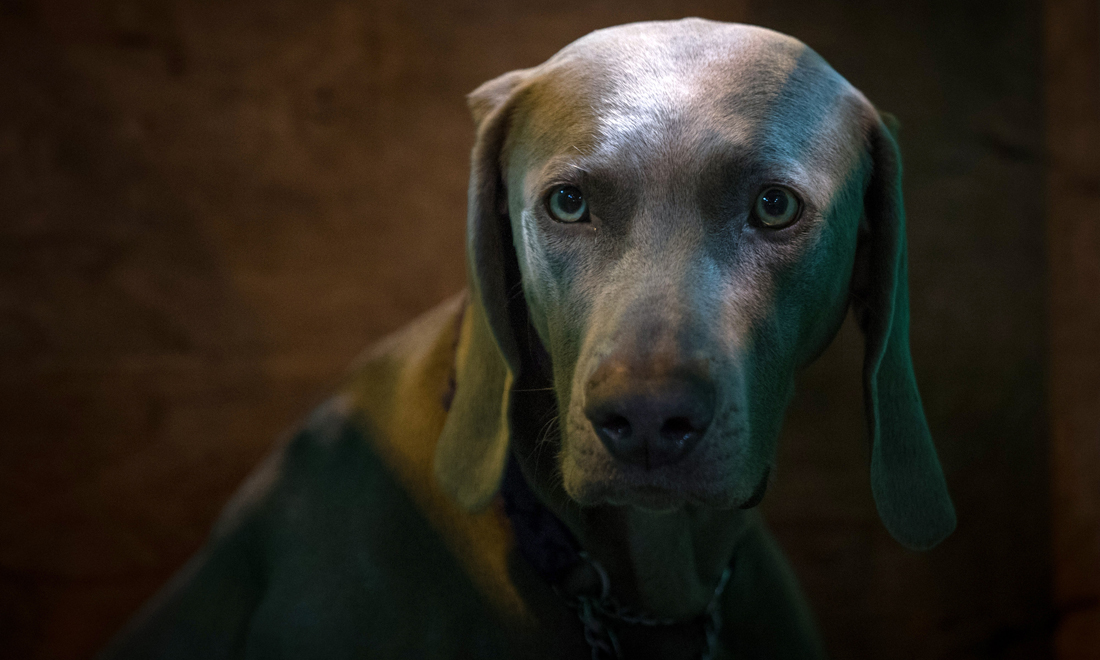 ANIMALI, le foto più belle del mese – Marzo 2017