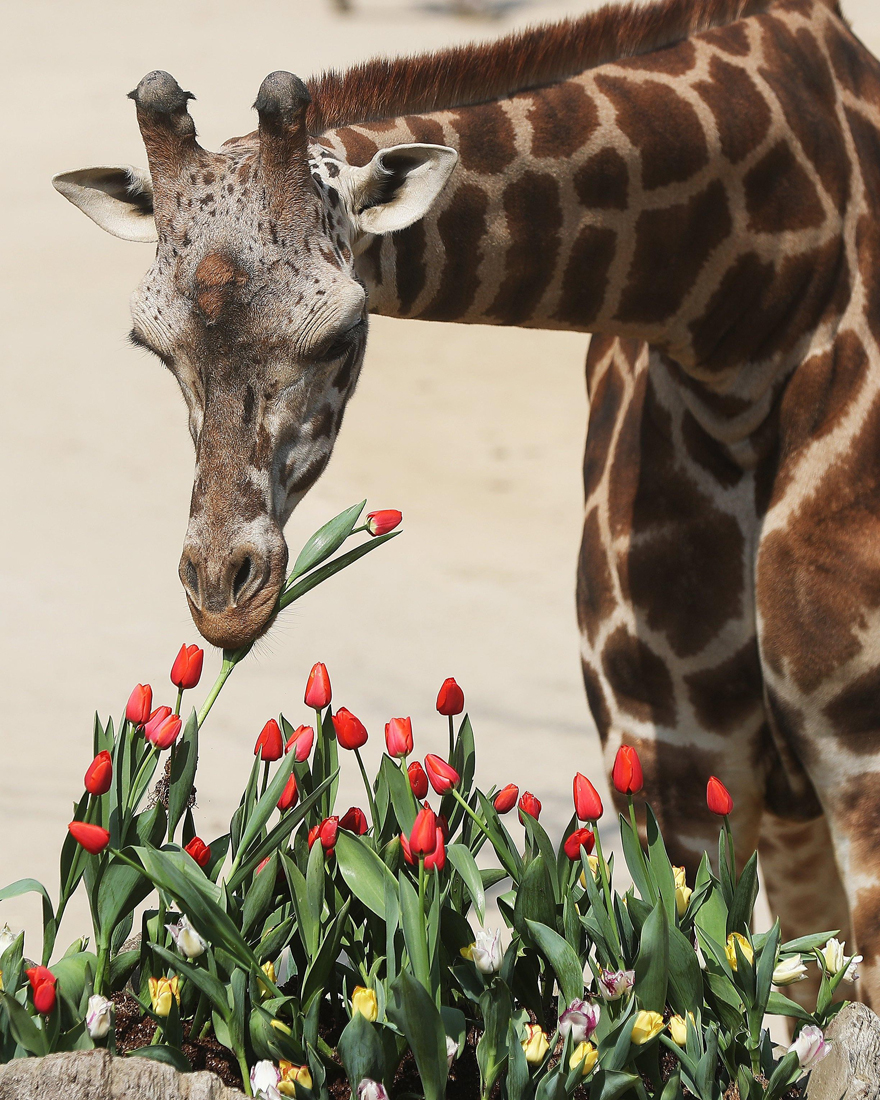 ANIMALI, le foto più belle del mese – Marzo 2017