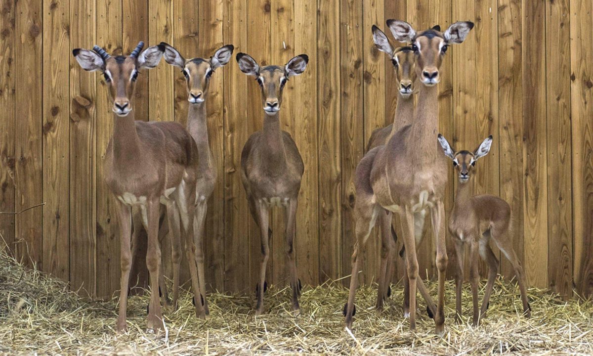 ANIMALI, le foto più belle del mese – Marzo 2017
