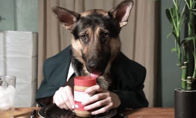 Stare a tavola da cani