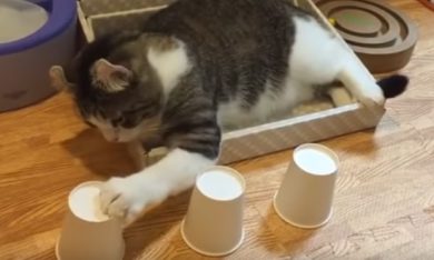 Questo gatto è una forza!
