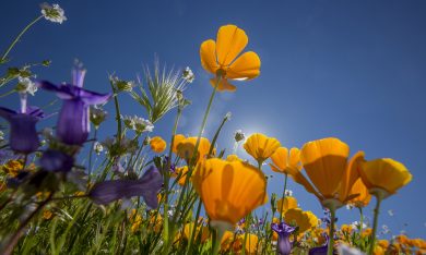 Le foto più belle della settimana – 11/17 marzo