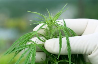 Così la marijuana creerà posti di lavoro
