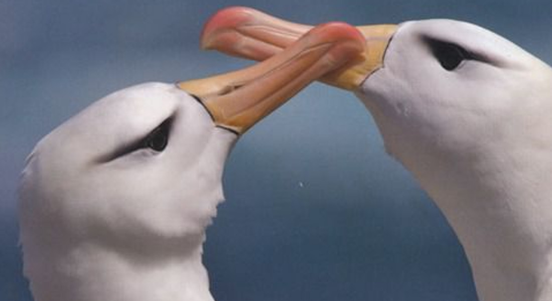 Danilo Mainardi, 4 libri per ricordare il celebre etologo