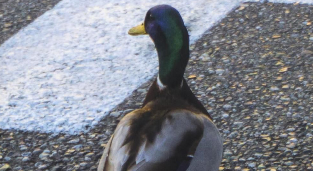 Danilo Mainardi, 4 libri per ricordare il celebre etologo