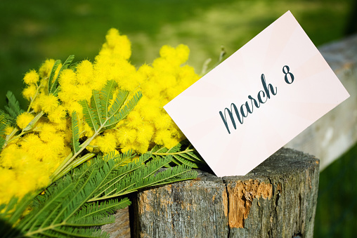 8 marzo, perché si regalano le mimose? 8 marzo, perché si regalano le mimose?
