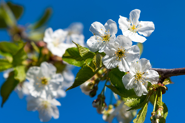 8 marzo, perché si regalano le mimose? 8 marzo, perché si regalano le mimose?