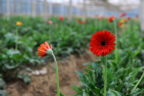 8 marzo, perché si regalano le mimose? 8 marzo, perché si regalano le mimose?