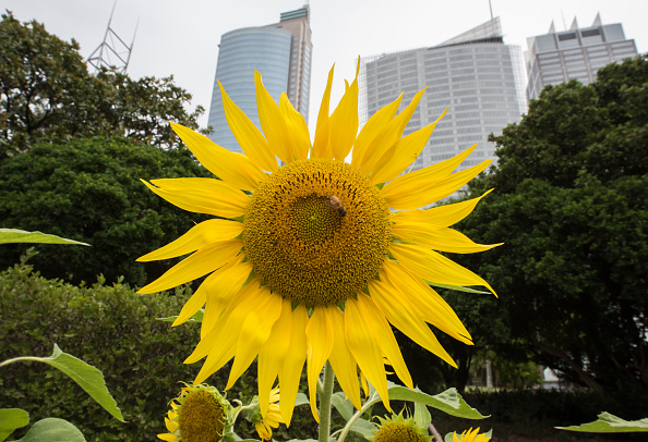 8 marzo, perché si regalano le mimose? 8 marzo, perché si regalano le mimose?