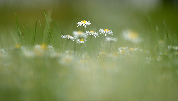 8 marzo, perché si regalano le mimose? 8 marzo, perché si regalano le mimose?