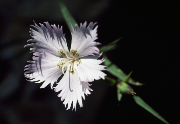 8 marzo, perché si regalano le mimose? 8 marzo, perché si regalano le mimose?