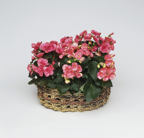 8 marzo, perché si regalano le mimose? 8 marzo, perché si regalano le mimose?