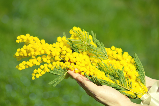 8 marzo, perché si regalano le mimose? 8 marzo, perché si regalano le mimose?