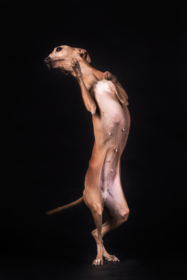 Sony World Photography Awards 2017: le foto dei finalisti italiani