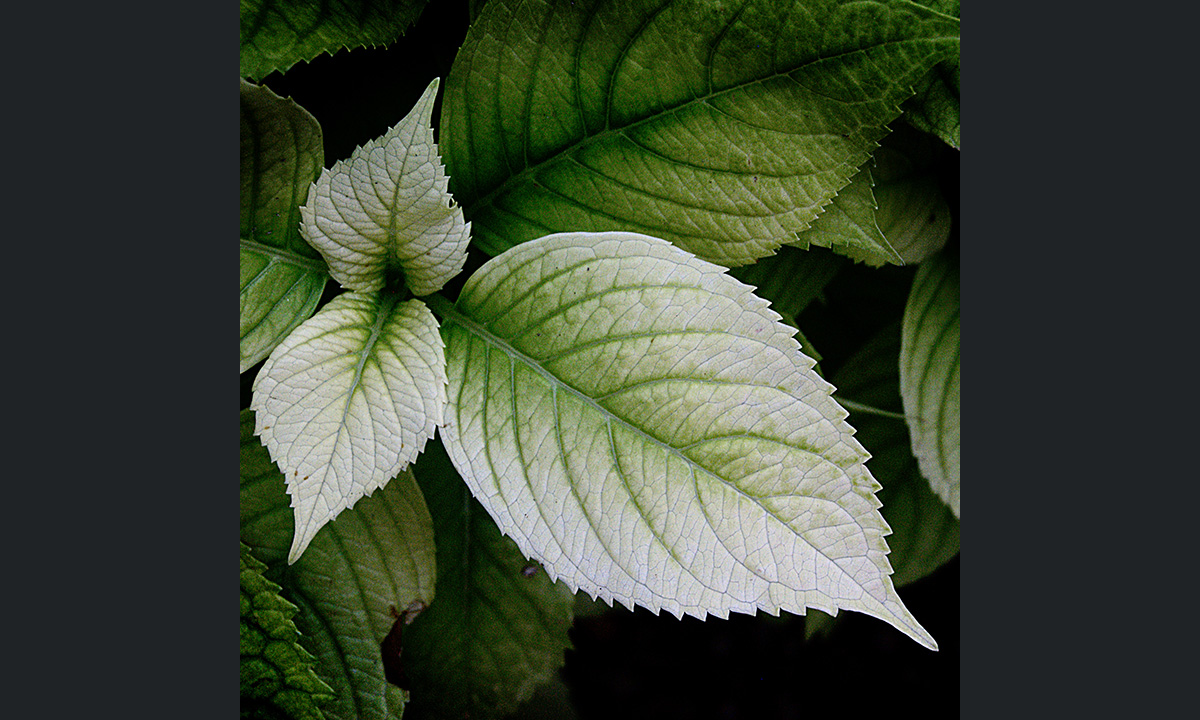 Sony World Photography Awards 2017: le foto dei finalisti italiani