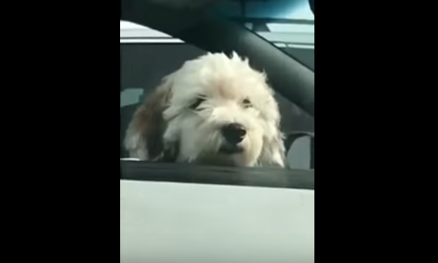 Un cagnolino porta gioia, due portano entusiasmo