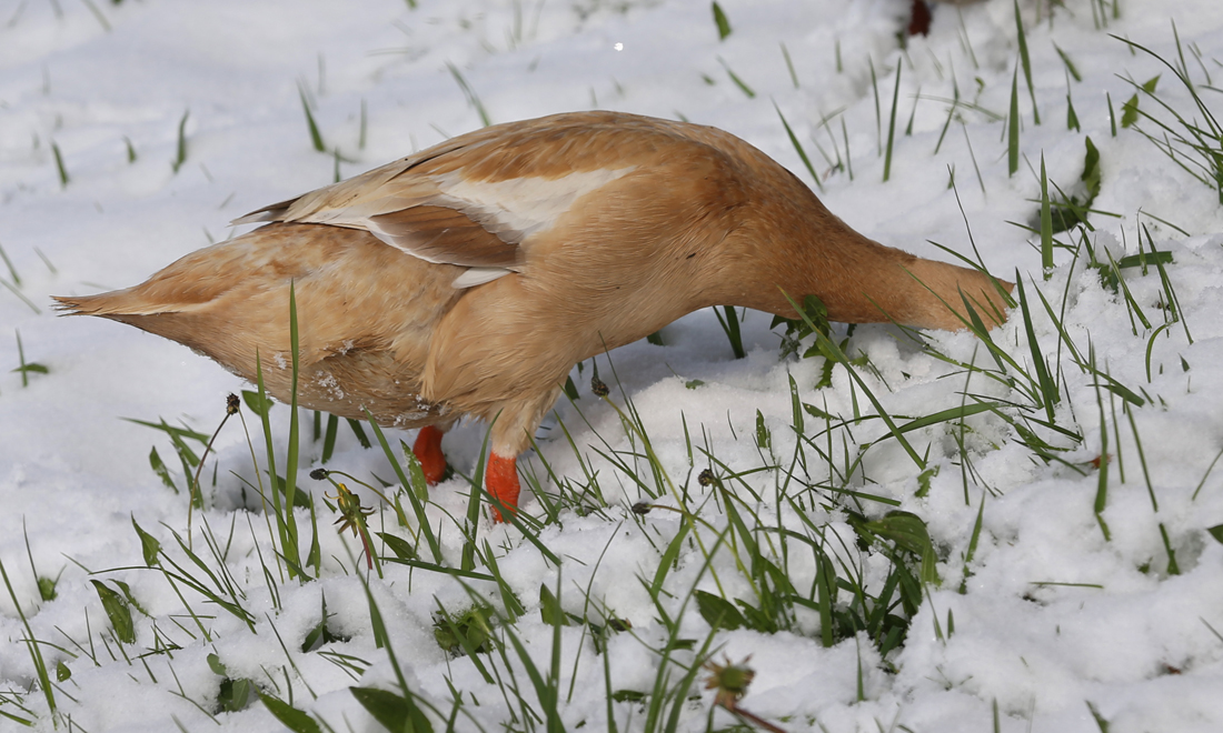 Le foto più belle della settimana – 15/21 aprile