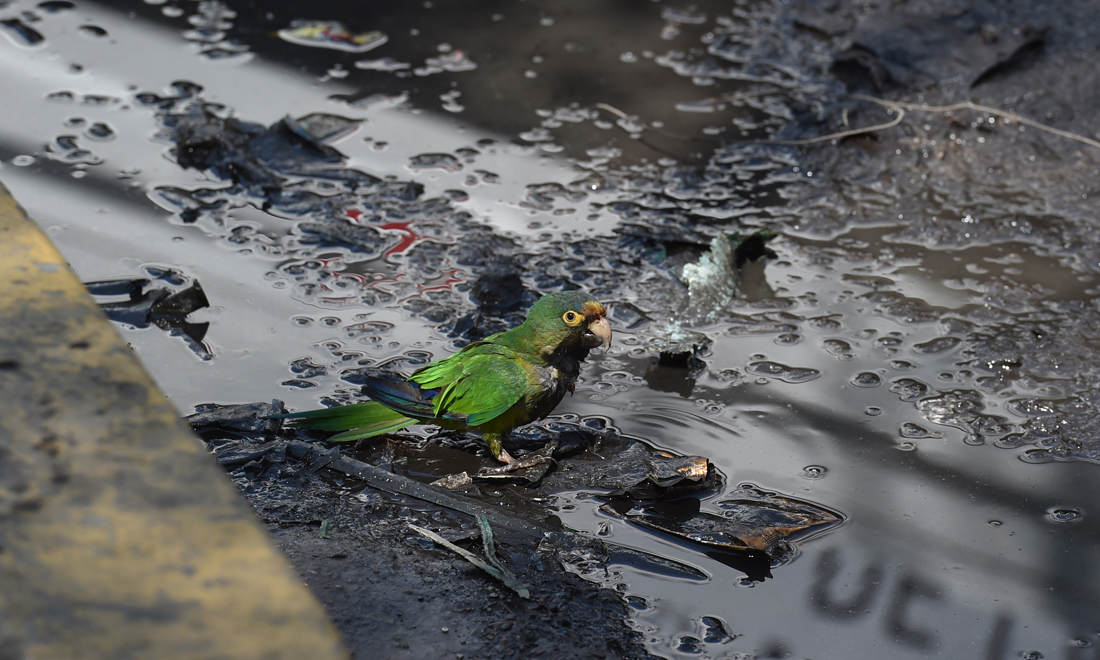 Le foto più belle della settimana – 15/21 aprile