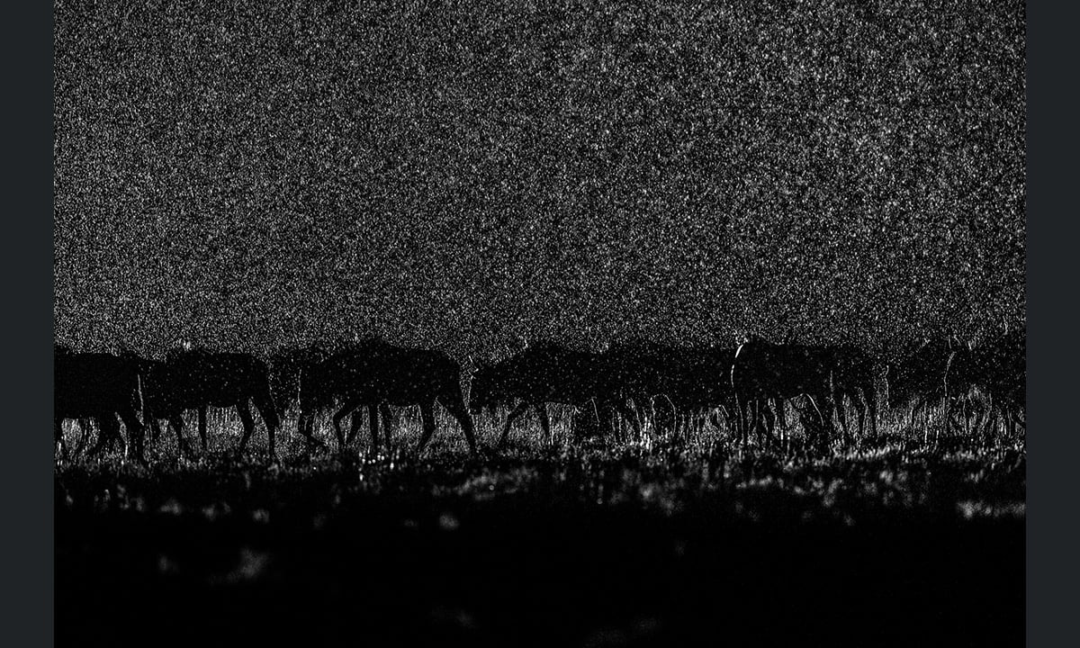 Sony World Photography Awards 2017: le foto dei vincitori