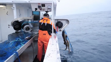 Norvegia: Viaggio alle Lofoten, sulla rotta dello stoccafisso, il re della tavola”