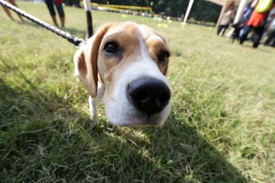 Fake news – Ep. 86: il numero antibullismo e lo shopping della Cina in Italia Fake news – Ep. 86: il numero antibullismo e lo shopping della Cina in Italia