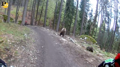 Orso piomba ad una gara di mountain bike
