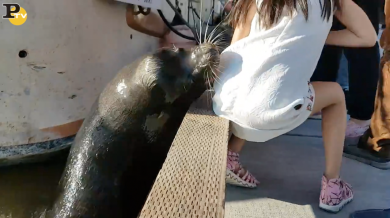 Leone marino afferra bambina e la sbatte in acqua