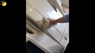 Rich Kid lava la Maserati con il cagnolino. E’ polemica