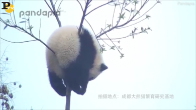 Cina: panda appeso sull’albero (a risposare)