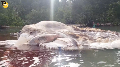 Mostro marino da 30 metri sull’Isola di Seram in Indonesia
