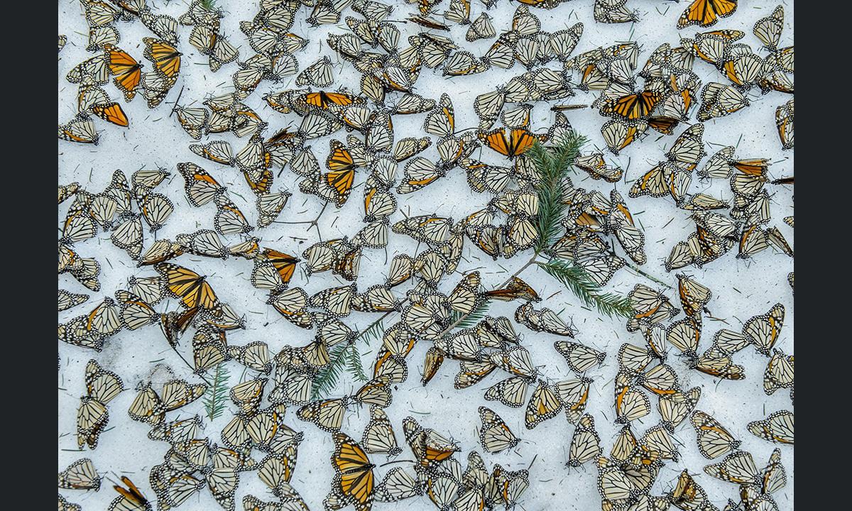 World Press Photo 2017: la mostra a Roma e Milano