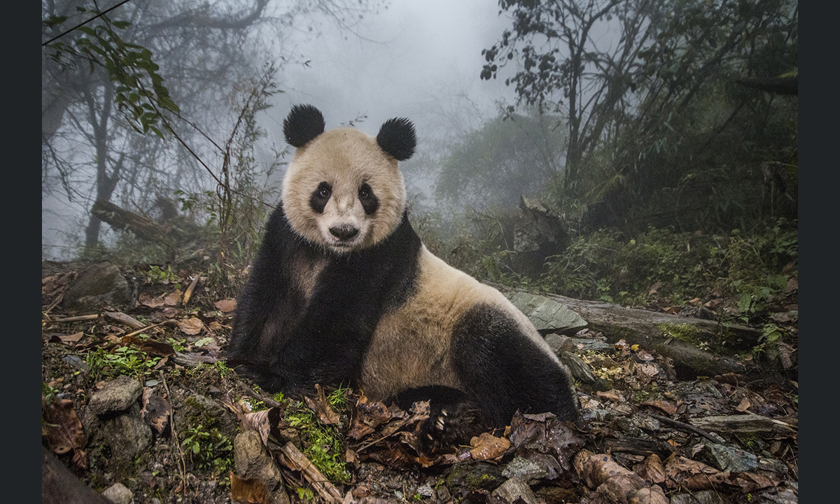 World Press Photo 2017: la mostra a Roma e Milano