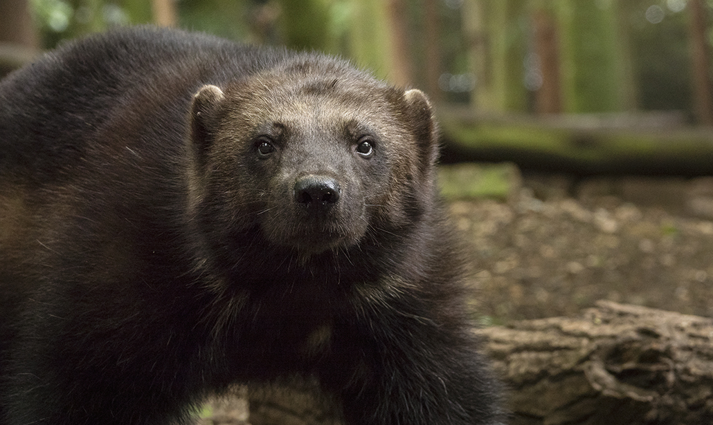 Come fotografare gli animali