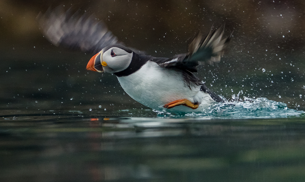 Come fotografare gli animali