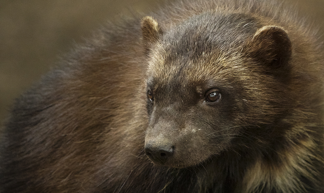 Come fotografare gli animali